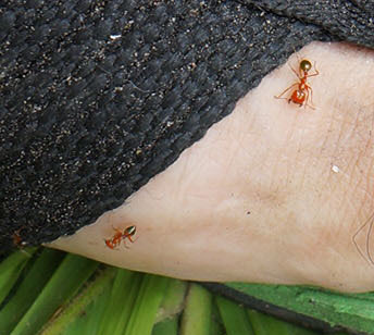 ヒアリ 火蟻 に噛まれてみた フィリピン農園だより